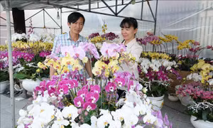 Rực rỡ sắc Xuân Bính Ngọ 2026