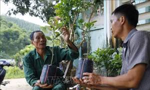 Lão nông đi đầu trong phát triển kinh tế trang trại ở Tuyên Quang