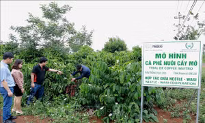 Nâng tầm giá trị cà phê Việt –  Bài 2: Mở rộng Chương trình tái canh cà phê