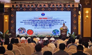 Tăng diện tích trồng dược liệu quý tại vùng đồng bào dân tộc thiểu số và miền núi