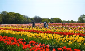 Thăm cánh đồng hoa tulip nổi tiếng Vương quốc Anh 