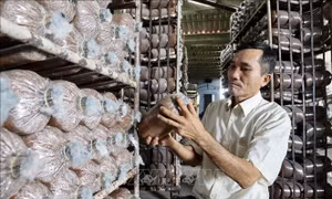 Đại hội Hội Nông dân Việt Nam: Học hỏi, làm giàu từ nghề trồng nấm