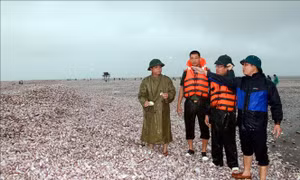 Cả nghìn tấn ngao giấy trôi dạt vào bờ biển Nam Định là hiện tượng ít gặp