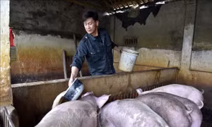 Giá lợn tại Thanh Hoá giảm khiến người chăn nuôi gặp khó