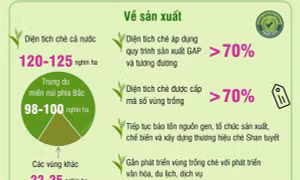 Mục tiêu đến năm 2030, sản lượng chè búp tươi đạt 1,2-1,4 triệu tấn