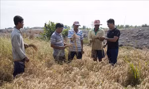 Kiên Giang chủ động ứng phó với hạn mặn mùa khô
