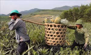 Dứa rớt giá thê thảm, nông dân Nghệ An lao đao