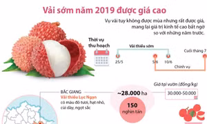 Vải sớm năm 2019 được giá