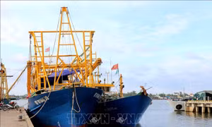 Bất cập triển khai Nghị định 67: Nhiều tàu cá hàng chục tỷ đồng 'nằm bờ'