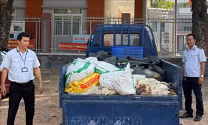 TP Hồ Chí Minh phát hiện, xử lý vụ vận chuyển gà chết đi tiêu thụ