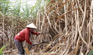 Nông dân miền núi Phú Yên thu hoạch mía trong niềm vui được mùa, được giá