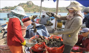 Hỗ trợ nông dân phát triển sản xuất, kinh doanh