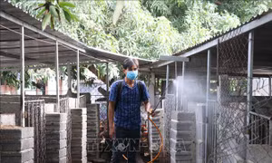 Ngăn chặn bệnh dịch tả lợn châu Phi, cúm gia cầm lây lan