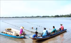 Hiệu quả mô hình nuôi cá đăng quầng trên ruộng lúa ở An Giang