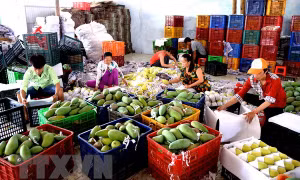 Bảo hộ, phát triển tài sản trí tuệ đối với sản phẩm nông nghiệp chủ lực: Bài 2 - Quá trình ứng dụng thực tế - Nhìn từ khu vực phía Bắc