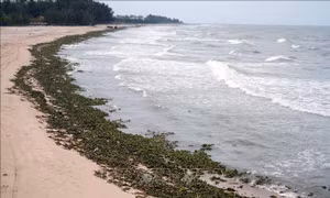Lần đầu tiên, bãi biển Hồ Tràm tràn ngập lục bình và rác thải đại dương