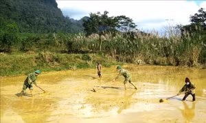 Vụ lúa mới đồng bào người Rục dưới chân núi Trường Sơn