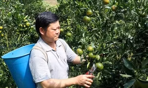 Mường Khương - Rẻo cao biên giới nỗ lực thoát nghèo
