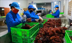 Hiệu quả từ những mô hình liên kết tiêu thụ nông sản tại Ninh Thuận
