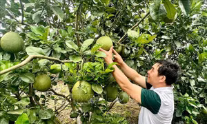 Phát triển du lịch cộng đồng gắn với vườn cây ăn trái  