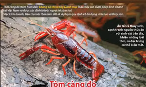 Tôm càng đỏ - loài ngoại lai xâm hại nguy hiểm