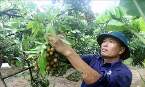 Nâng tầm thương hiệu nhãn lồng Hưng Yên 