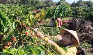 Niềm vui nhân đôi với người trồng cà phê