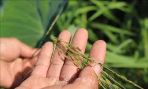 Bảo tồn lúa hoang - giữ gìn 'ngân hàng gen sống' cho tương lai