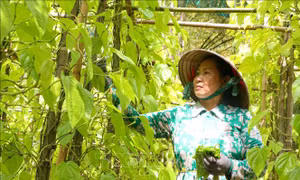 Đưa làng trầu Vị Thủy trở thành điểm du lịch ấn tượng 
