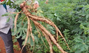 Khẩn trương ngăn ngừa bệnh khảm lá trên cây sắn