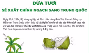 Dừa tươi sẽ xuất chính ngạch sang Trung Quốc