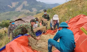 Bộ đội Biên phòng Điện Biên giúp người dân vùng cách ly thu hoạch lúa nương