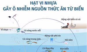 Hạt vi nhựa gây ô nhiễm nguồn thức ăn từ biển