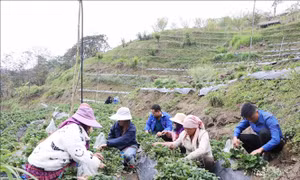 Thanh niên dân tộc thiểu số khởi nghiệp với trồng dâu tây, chanh leo