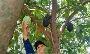 Trồng ca cao xen dưới tán cây điều, cà phê mang lại hiệu quả kinh tế