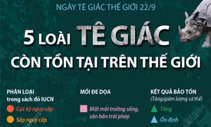 Năm loài tê giác còn tồn tại trên thế giới