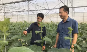 Nhà màng, nhà lưới ở Hải Dương phục hồi sản xuất sau bão 