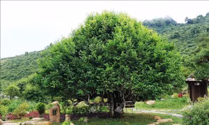 Huyền tích những cây chè cổ thụ trên đỉnh Suối Giàng