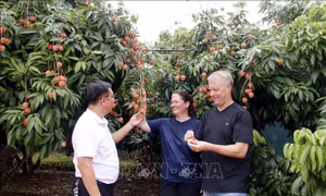 Khởi động Chương trình du lịch 'Vải thiều Lục Ngạn - Tinh hoa trái cây Việt'