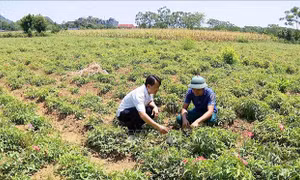 Nguồn vốn tiếp sức nông dân phát triển kinh tế