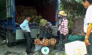 Quảng Ninh xúc tiến thương mại cho quả vải chín sớm Phương Nam