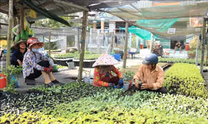 Xóm nghề ươm cây giống Ngãi Tứ tất bật vào vụ Tết