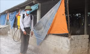 Ngăn chặn sự lây lan của dịch cúm gia cầm