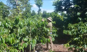Sử dụng hiệu quả nguồn vốn vay, cựu chiến binh vươn lên thoát nghèo