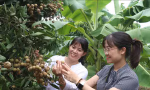 Hấp dẫn với tour trải nghiệm vườn nhãn ở Hưng Yên