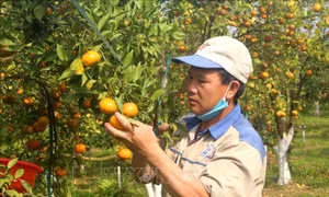 Vựa cam xứ Thanh vào mùa thu hoạch Tết 