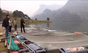 Nông dân thu hàng trăm triệu đồng từ những mô hình kinh tế mới