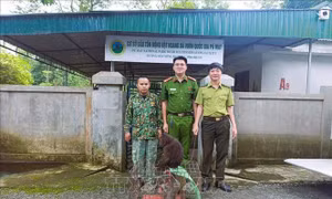 Người dân giao nộp cá thể khỉ mặt đỏ và khỉ mốc quý, hiếm