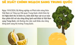 Sầu riêng đông lạnh sẽ xuất khẩu chính ngạch sang Trung Quốc