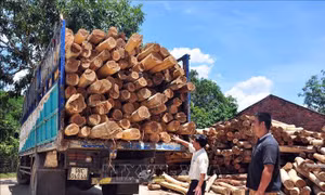 Tạo nguồn nguyên liệu gỗ chất lượng - Bài 1: Lợi ích kép từ rừng gỗ lớn